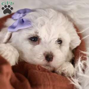 Bella, Bichon Frise Puppy